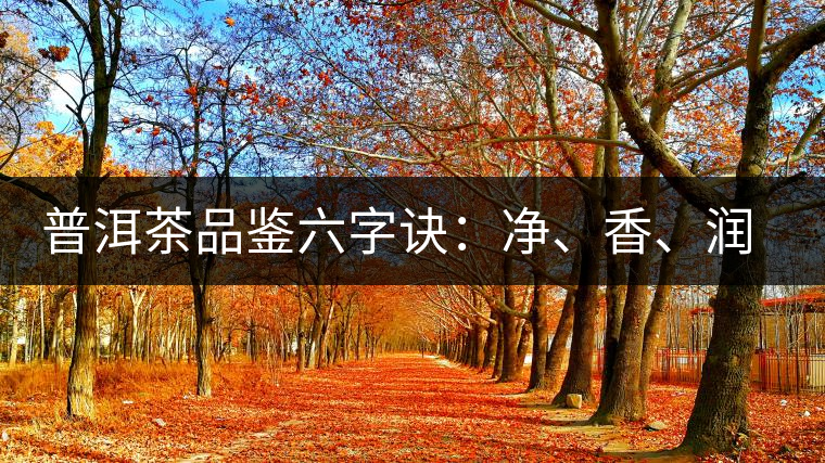 普洱茶品鑒六字訣：凈、香、潤(rùn)、厚、甘、甜，帶你體驗(yàn)普洱的魅力