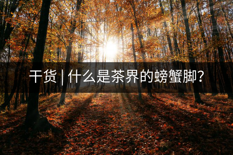 干貨 | 什么是茶界的螃蟹腳？