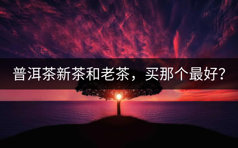 普洱茶新茶和老茶，買那個最好？