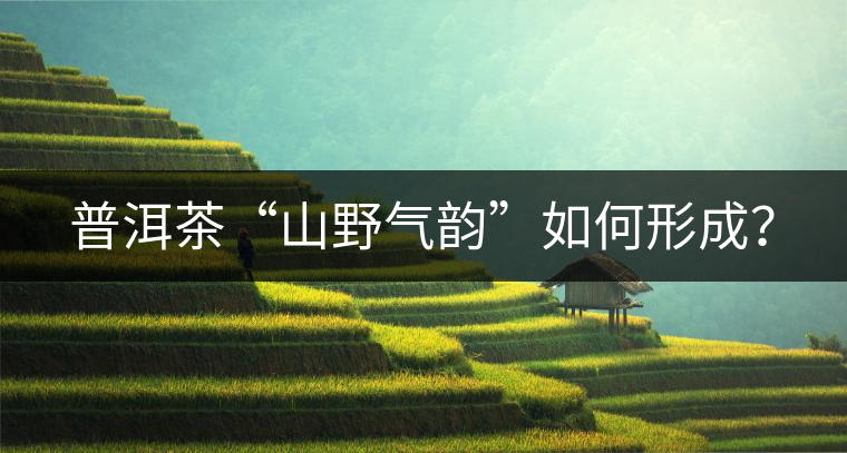 普洱茶“山野氣韻”如何形成？
