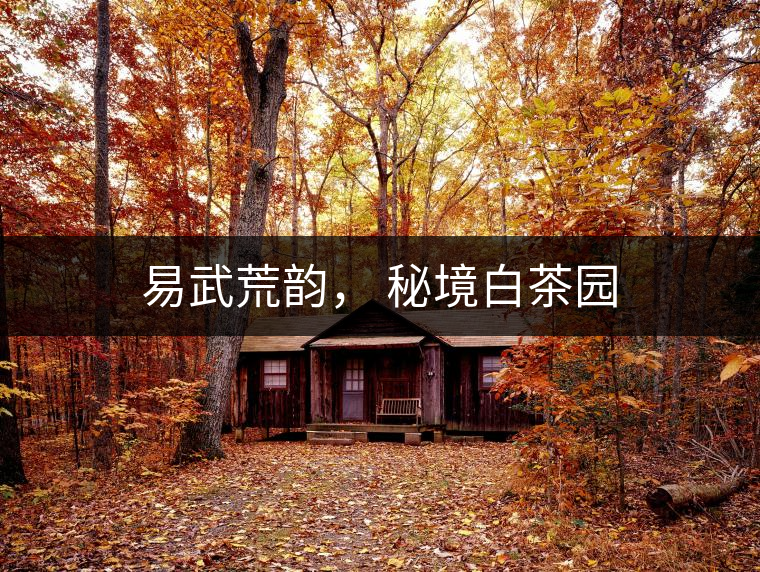 易武荒韻， 秘境白茶園