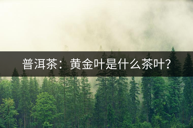 普洱茶：黃金葉是什么茶葉？