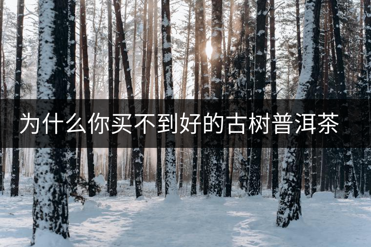為什么你買(mǎi)不到好的古樹(shù)普洱茶？買(mǎi)茶防坑指南，看完就有收獲！