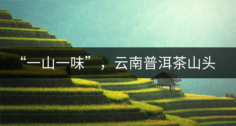 “一山一味”，云南普洱茶山頭茶的真實(shí)意義！
