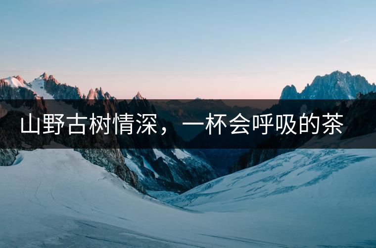 山野古樹情深，一杯會呼吸的茶滋味