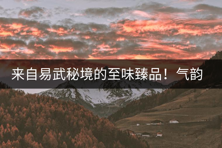 來自易武秘境的至味臻品！氣韻強(qiáng)勁，余韻深邃，一口喚醒你的味蕾~