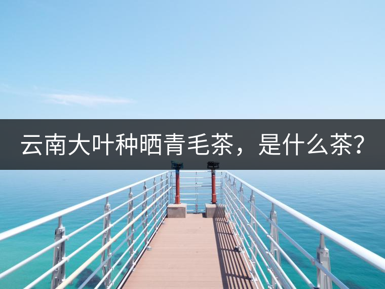 云南大葉種曬青毛茶，是什么茶？