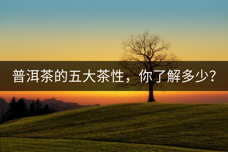 普洱茶的五大茶性，你了解多少？