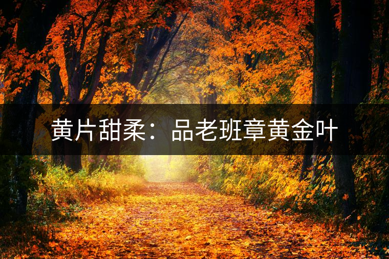 黃片甜柔:品老班章黃金葉 黃片甜柔:品老班章黃金葉