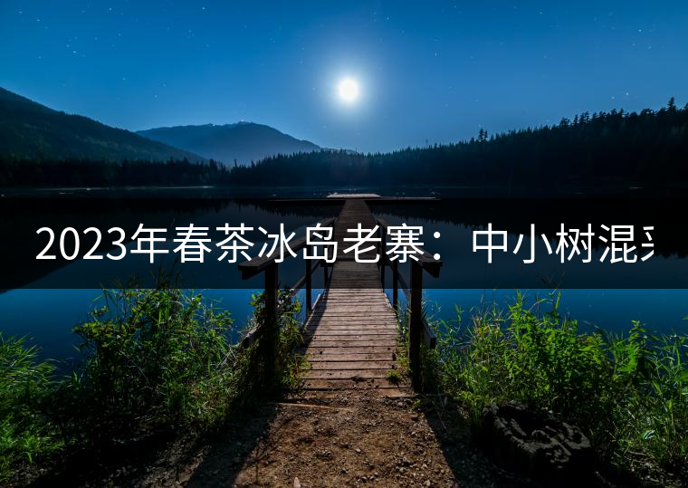2023年春茶冰島老寨：中小樹混采2500-3000元／公斤，大樹：7000-8000元／公斤，古樹混采：28000-36000元／公斤