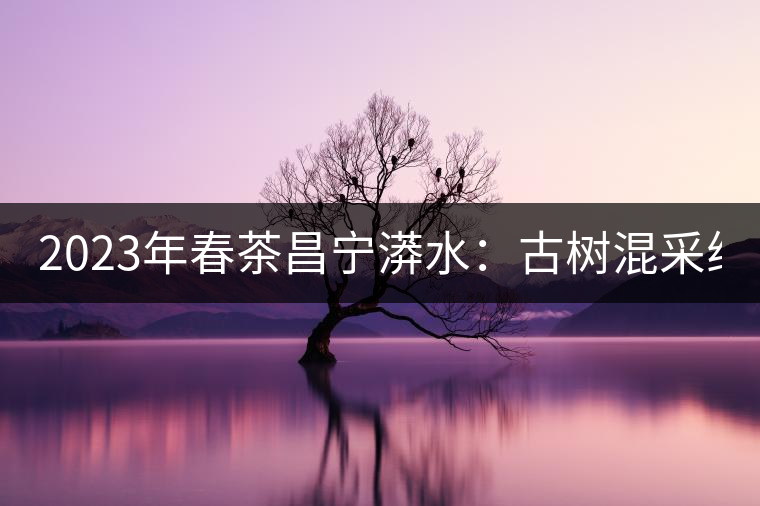 2023年春茶昌寧漭水：古樹(shù)混采純料480-600元／公斤，大樹(shù)360-420元／公斤，臺(tái)地260-300元／公斤，古樹(shù)單株均價(jià)880-1200元／公斤。