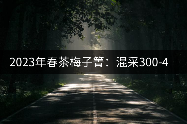2023年春茶梅子箐：混采300-400元／公斤，挑采600元／公斤