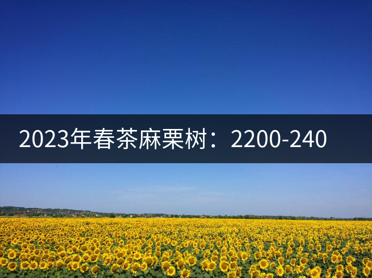 2023年春茶麻栗樹：2200-2400元／公斤