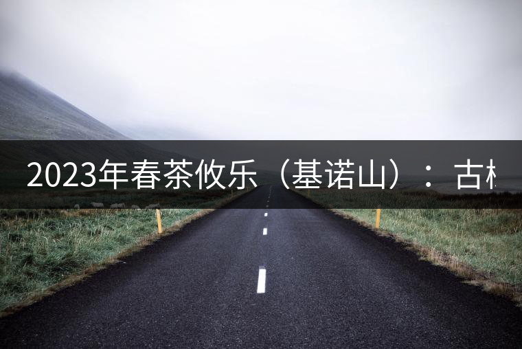 2023年春茶攸樂（基諾山）：古樹1200元／公斤，喬木：400-500元／公斤