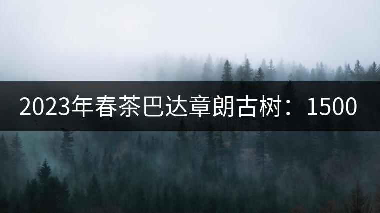 2023年春茶巴達章朗古樹：1500-1600元／公斤，喬木250元／公斤