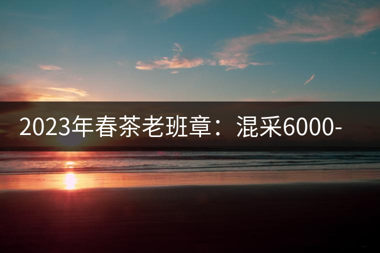 2023年春茶老班章：混采6000-8000元／公斤，挑采：12000元／公斤