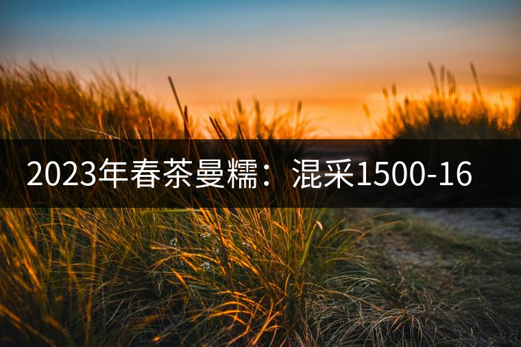 2023年春茶曼糯：混采1500-1600元／公斤，挑采2000-2400元／公斤