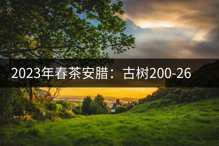 2023年春茶安臘:古樹(shù)200-260元/公斤 2023年春茶安臘:古樹(shù)200-260元/公斤