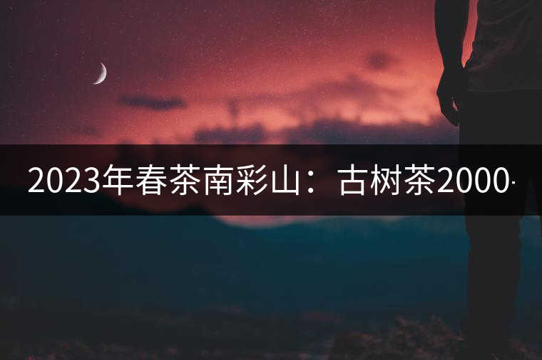 2023年春茶南彩山：古樹茶2000-2200元／公斤，大樹混采1200-1500元／公斤。