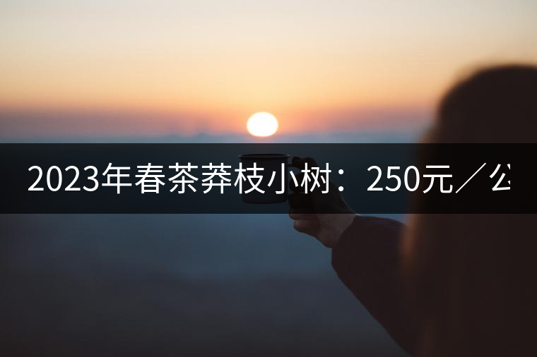 2023年春茶莽枝小樹(shù)：250元／公斤， 古樹(shù)：1000-1200元／公斤