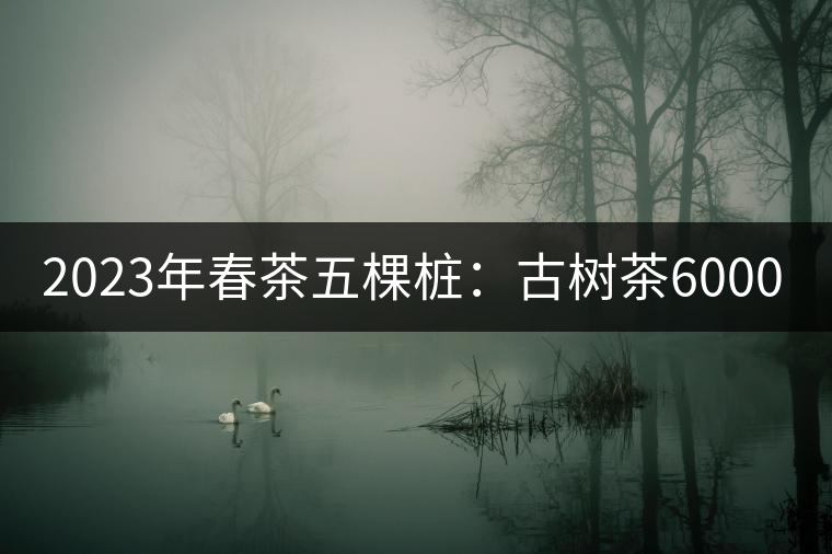 2023年春茶五棵樁：古樹茶6000-8000元／公斤