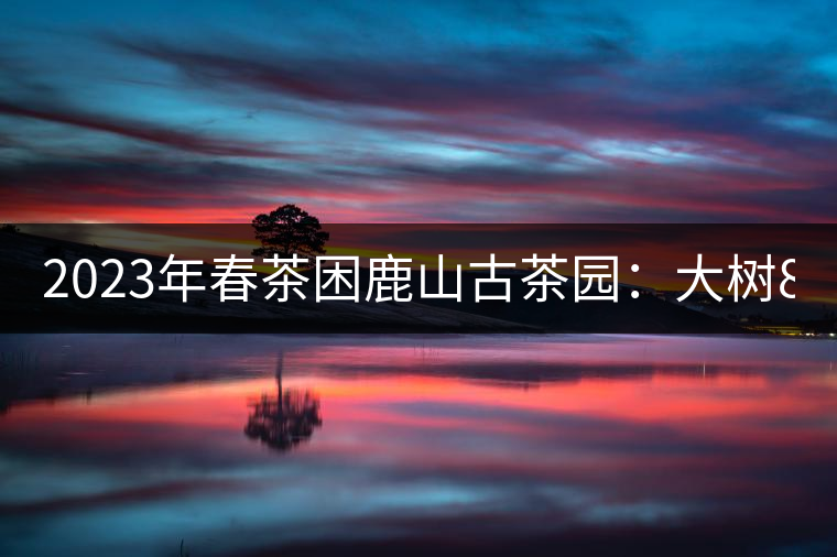 2023年春茶困鹿山古茶園：大樹(shù)8000-12000元／公斤，周邊小樹(shù)200-300元／公斤