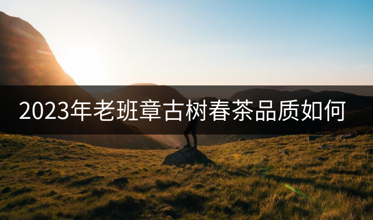 2023年老班章古樹(shù)春茶品質(zhì)如何？