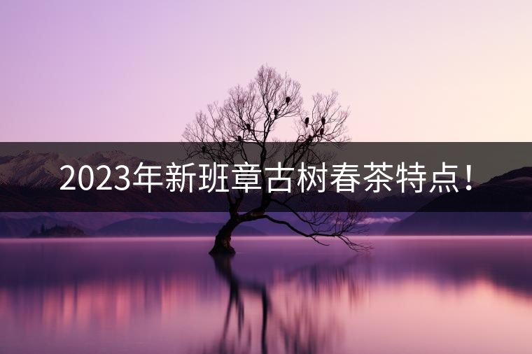 2023年新班章古樹春茶特點！