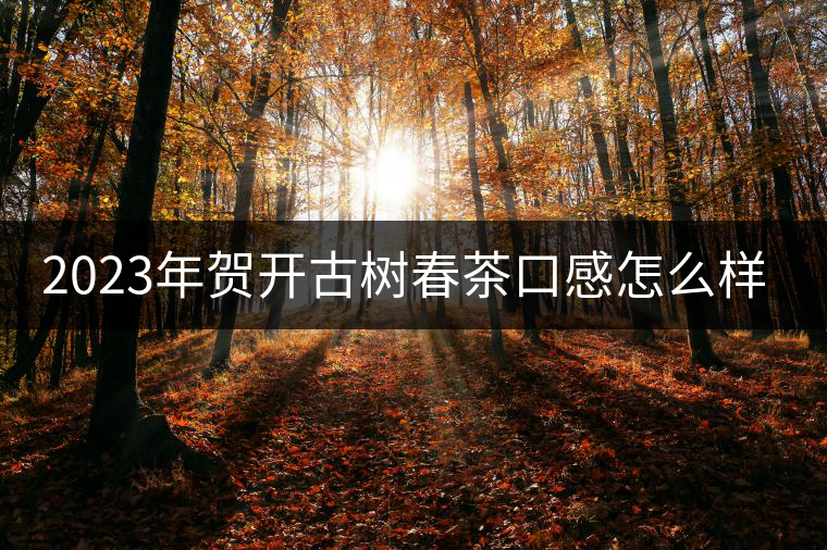2023年賀開古樹春茶口感怎么樣? 2023年賀開古樹春茶口感怎么樣?