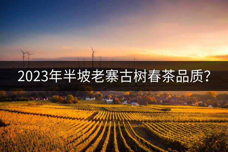 2023年半坡老寨古樹春茶品質(zhì)？