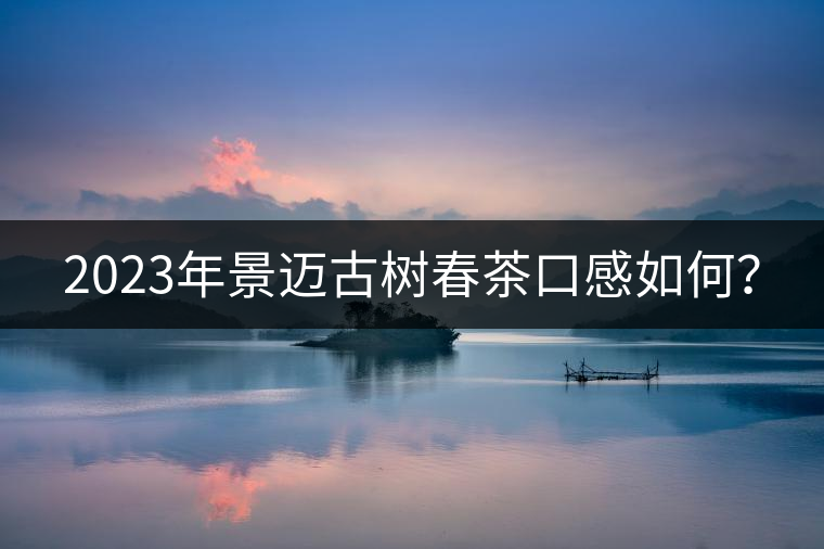 2023年景邁古樹春茶口感如何？