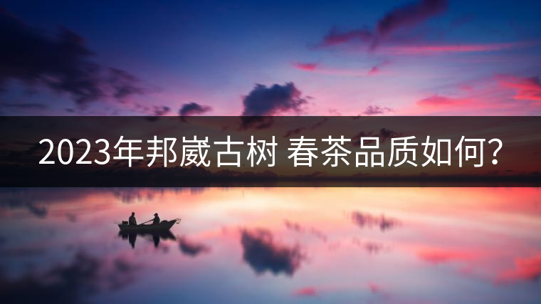 2023年邦崴古樹 春茶品質(zhì)如何？