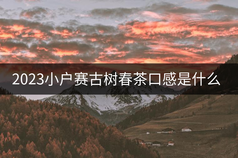 2023小戶賽古樹春茶口感是什么？