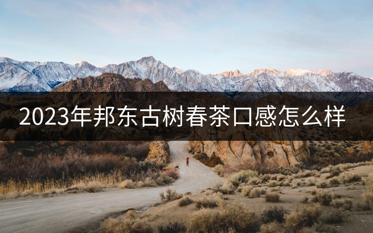 2023年邦東古樹(shù)春茶口感怎么樣？