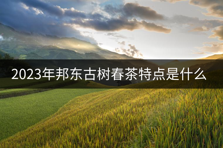 2023年邦東古樹(shù)春茶特點(diǎn)是什么？