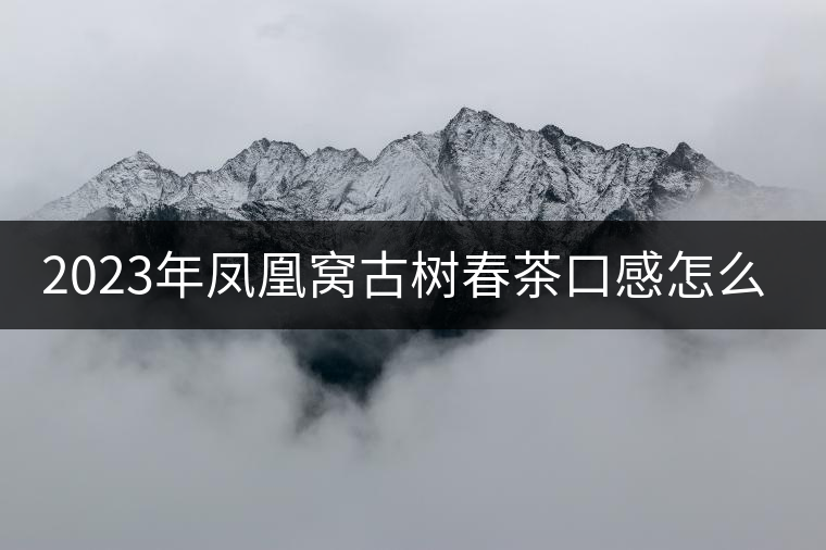 2023年鳳凰窩古樹(shù)春茶口感怎么樣？