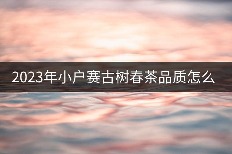 2023年小戶(hù)賽古樹(shù)春茶品質(zhì)怎么樣? 2023年小戶(hù)賽古樹(shù)春茶品質(zhì)怎么樣?