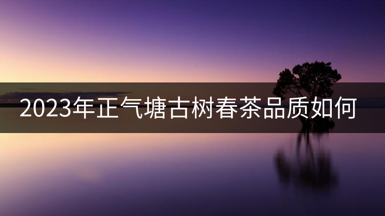 2023年正氣塘古樹春茶品質(zhì)如何？