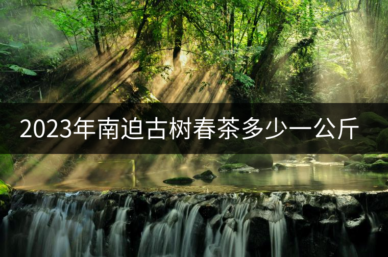 2023年南迫古樹春茶多少一公斤？