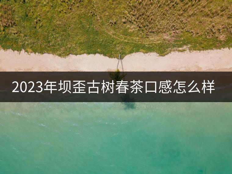 2023年壩歪古樹(shù)春茶口感怎么樣？