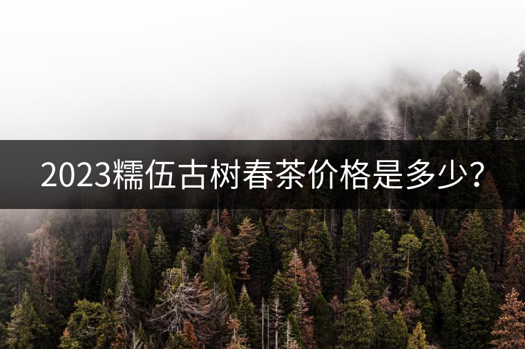2023糯伍古樹春茶價格是多少？