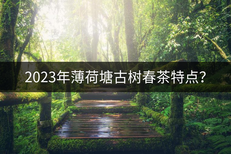 2023年薄荷塘古樹春茶特點？