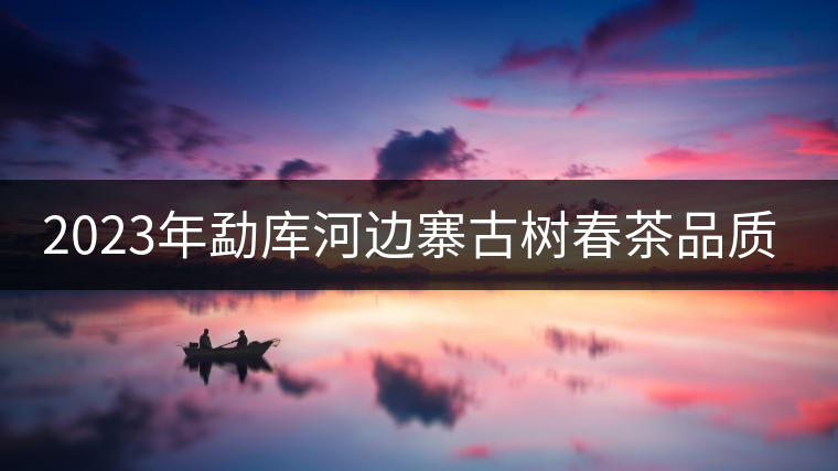 2023年勐庫河邊寨古樹春茶品質(zhì)如何？