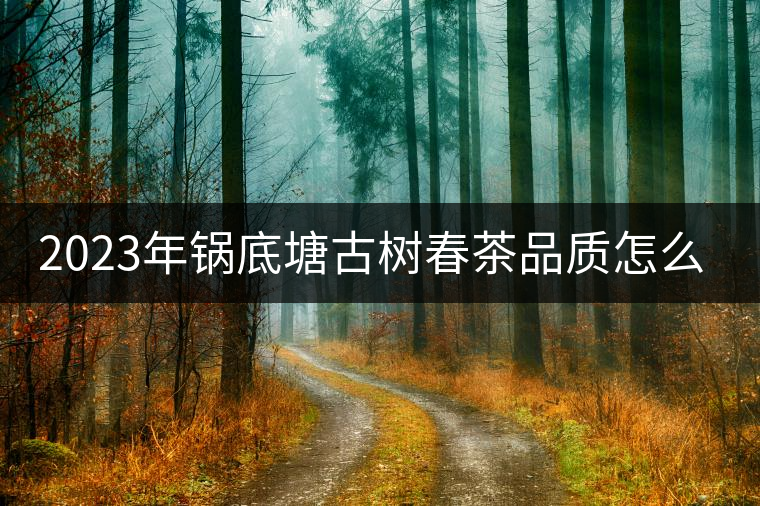 2023年鍋底塘古樹春茶品質(zhì)怎么樣？