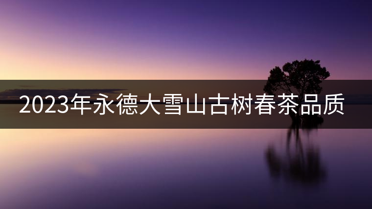 2023年永德大雪山古樹春茶品質(zhì)如何？