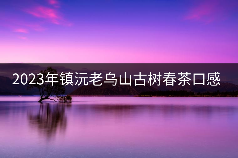2023年鎮(zhèn)沅老烏山古樹春茶口感怎么樣？