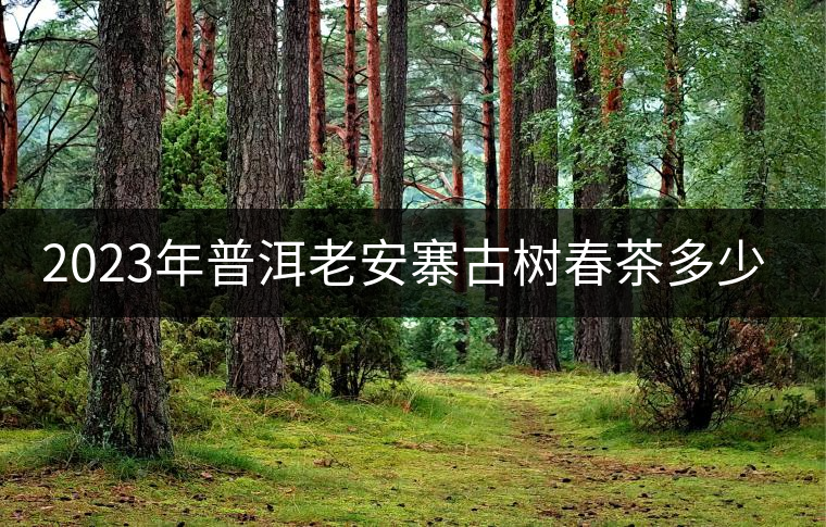 2023年普洱老安寨古樹春茶多少一公斤？