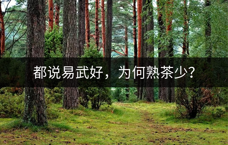 都說易武好，為何熟茶少？