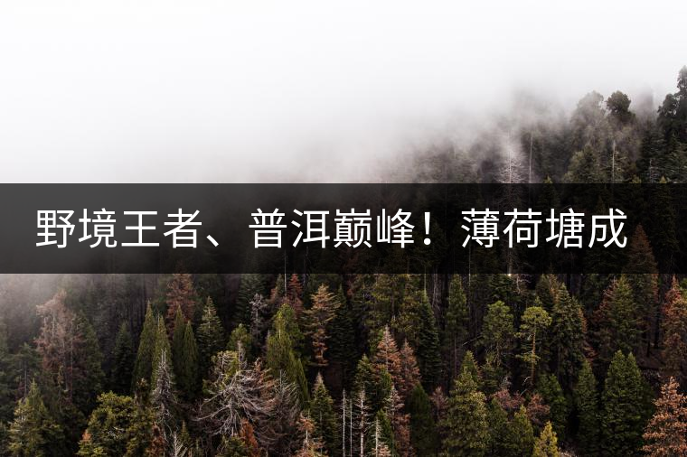 野境王者、普洱巔峰！薄荷塘成為普洱無冕之王的十大原因
