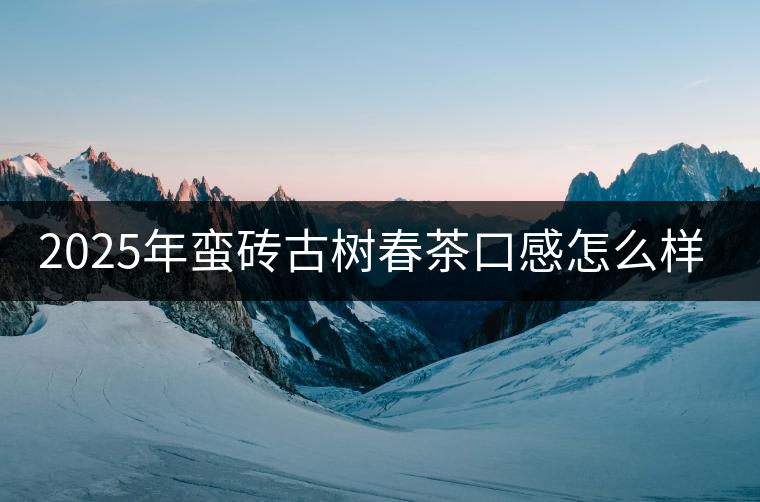 2025年蠻磚古樹春茶口感怎么樣？